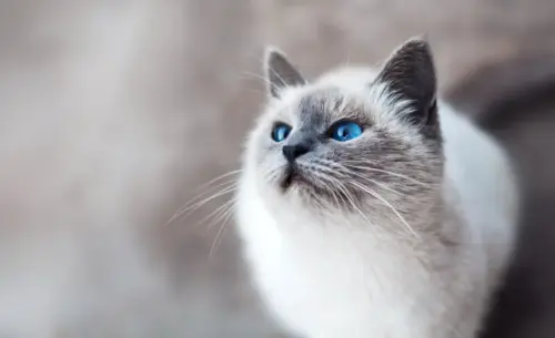 White cat with blue eyes wallpaper HD 4K for desktop