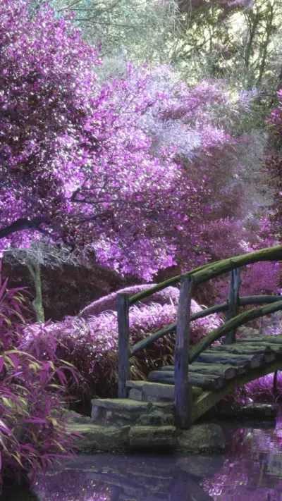 Jardin Japonais violet
