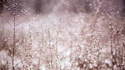 Sweet winter nature flower