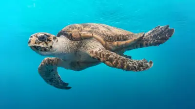 Tortue marine sous l'eau
