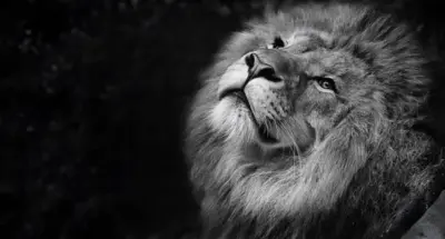 Lion Noir et Blanc