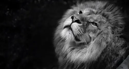 Black and White Lion wallpaper HD 4K for desktop