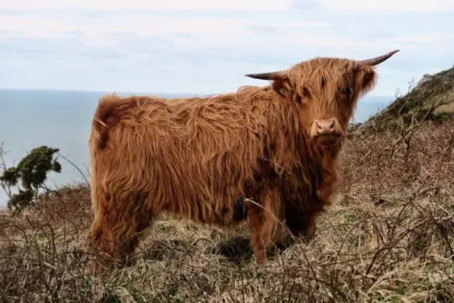 Vache Highland écossaise fonds d’écran HD 4K pour ordinateur