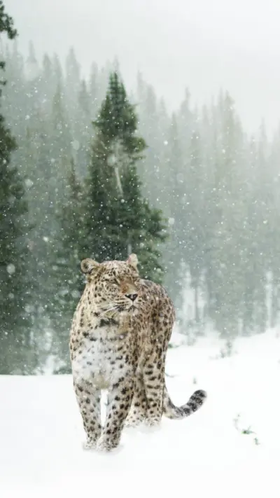 Léopard dans la neige
