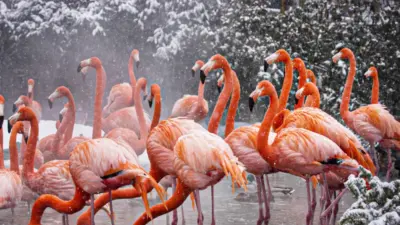 Groupe de Flamant rose