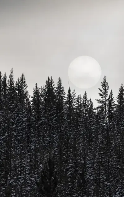 Forêt enneigée minimaliste avec lune