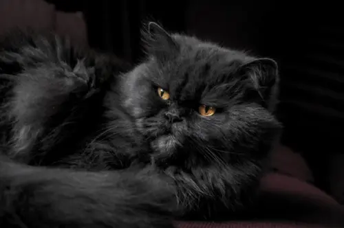 Chat noir aux yeux dorés fonds d’écran HD 4K pour ordinateur