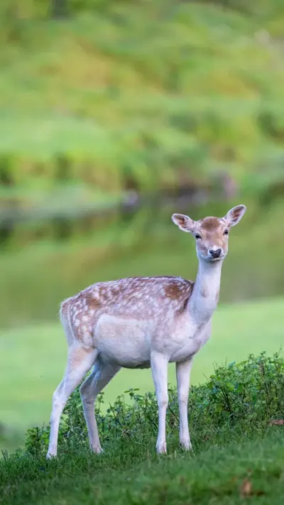 Chevreuil dans la nature