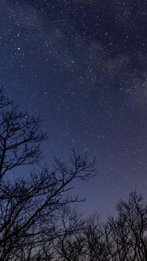 Starry sky above the trees