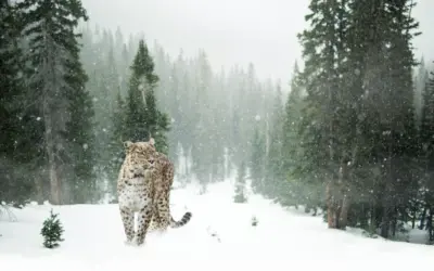 Léopard dans la montagne enneigée