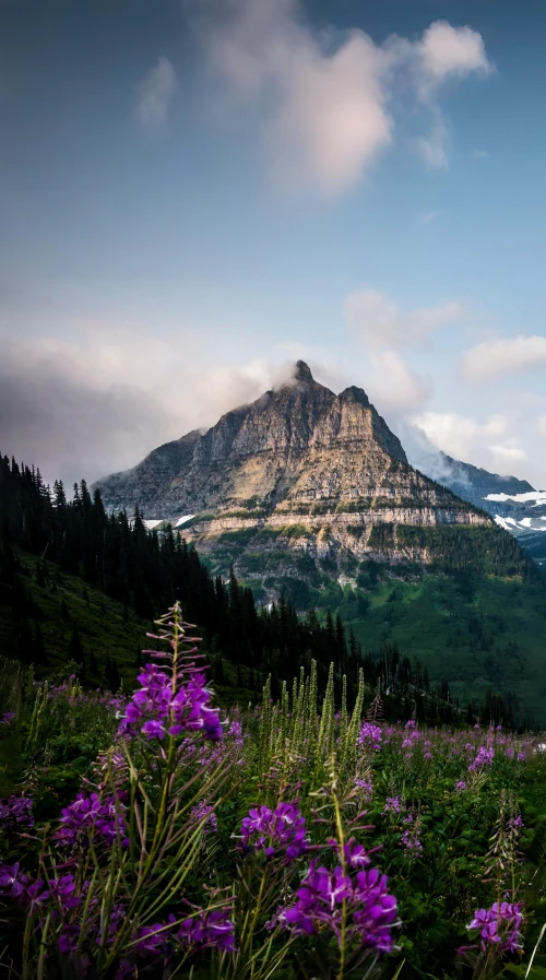 Montagne dans les nuages et fleurs sauvages