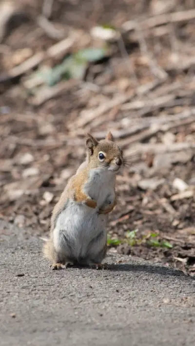 Petit écureuil mignon