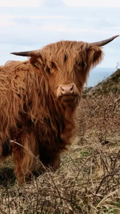Vache Highland écossaise