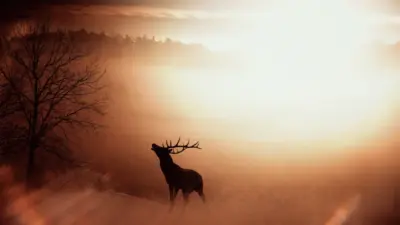 Cerf majestueux au coucher de soleil