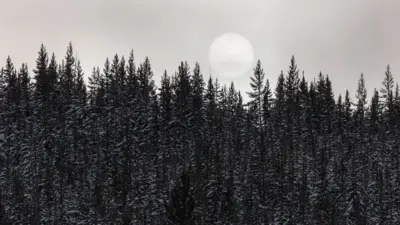 Snowy forest under the moon