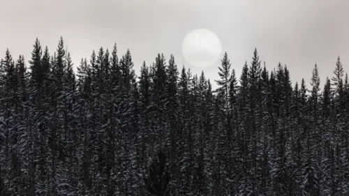 Forêt enneigée sous la lune fonds d’écran HD 4K pour ordinateur