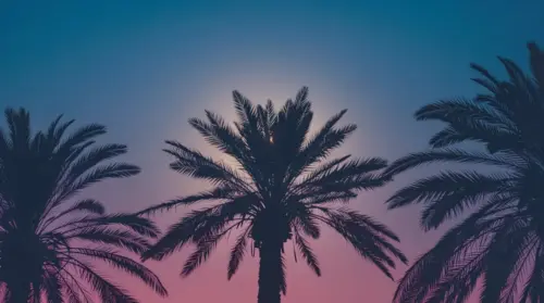 Tropical palm tree background wallpaper HD 4K for desktop