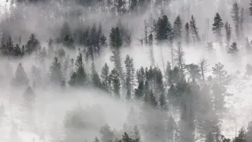 Foret dans le brouillard fonds d’écran HD 4K pour ordinateur