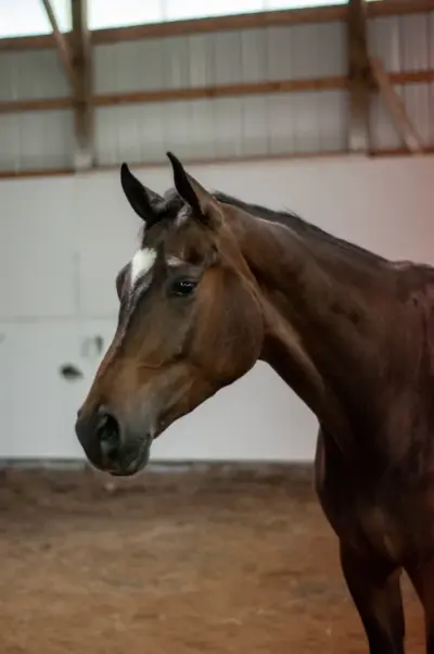 Cheval d'équitation