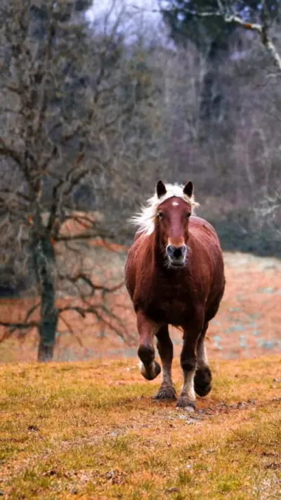 Cheval qui galope