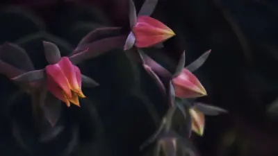 Dark Flower