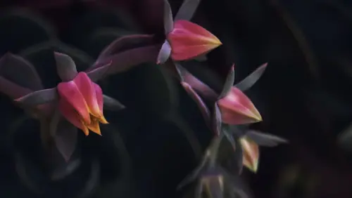 Dark Flower