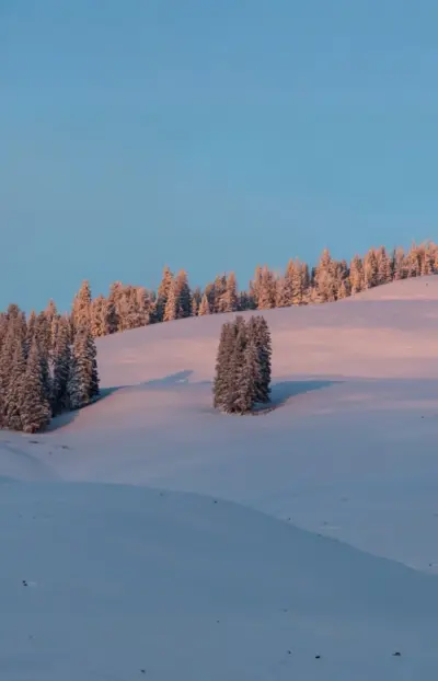 Forêt enneigée