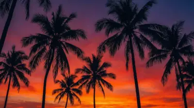 Tropical palm tree sunset