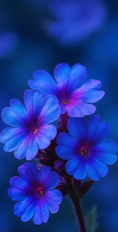 Fleur bleu arrière plan