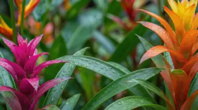 Colorful tropical flowers