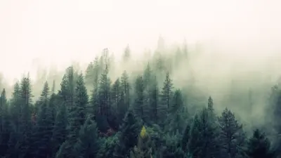 Misty Forest
