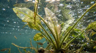 Aquatic plants