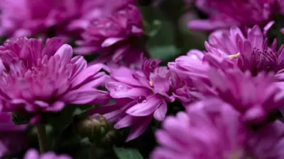 Purple flowers in macro