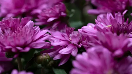 Purple flowers in macro