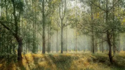 Luminous Forest