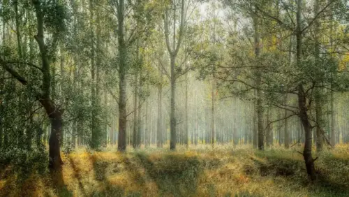 Luminous Forest