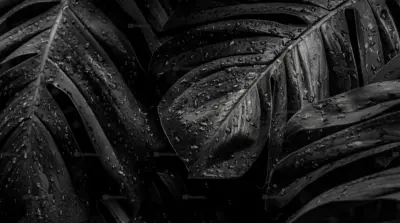 Dark tropical leaves with water droplets