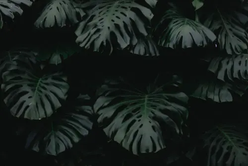 Dark Monstera tropical leaves wallpaper HD 4K for desktop