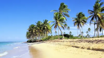 Tropical beach and palm