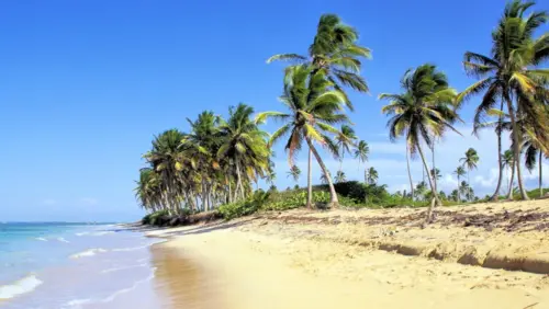 Tropical beach and palm wallpaper HD 4K for desktop