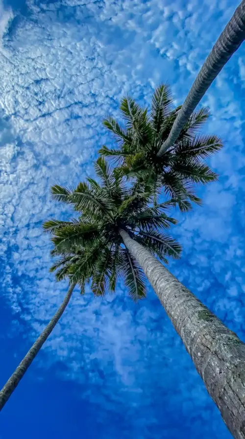 Tropical palm trees and blue sky with clouds