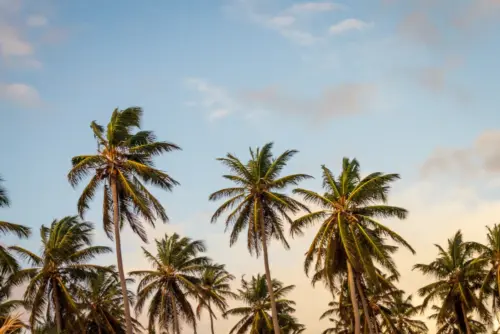 Tropical palm trees under a sunset sky wallpaper HD 4K for desktop