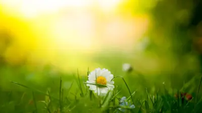 Photographie macro de marguerite et nature verte