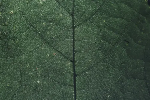 PC background green leaf texture wallpaper HD 4K for desktop