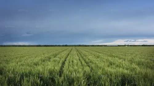 Green wheat field under a stormy sky landscape wallpaper HD 4K for desktop