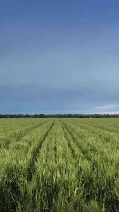 Landscape of a green wheat field under a stormy sky