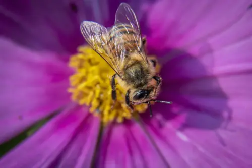Macro photograph of a bee on a pink flower wallpaper HD 4K for desktop