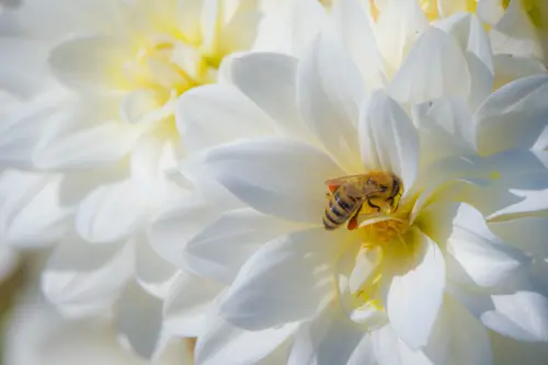 Petite Abeille sur une fleur blanche fonds d’écran HD 4K pour ordinateur