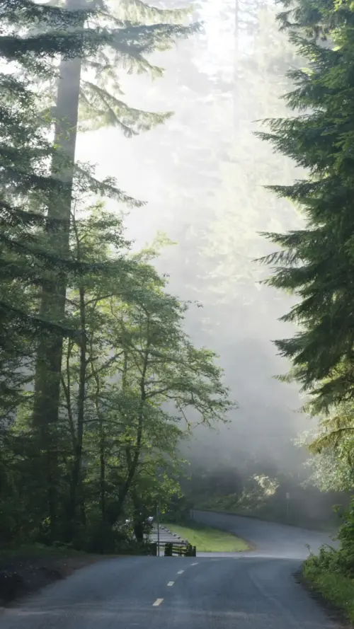 Misty forest road natural landscape for mobile