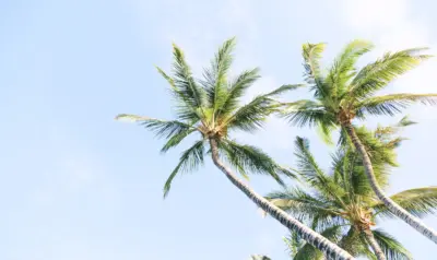 Arrière plan Palmier tropical et ciel bleu